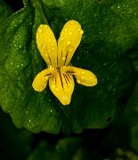 Viola glabella 20-9878